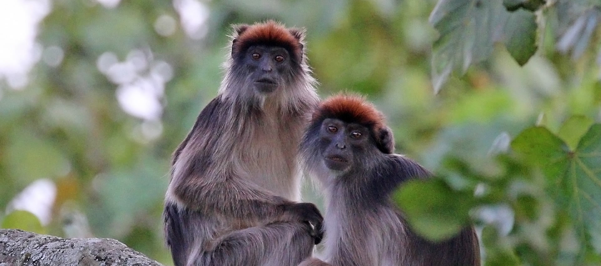 kibale forest national park kibale forest national park