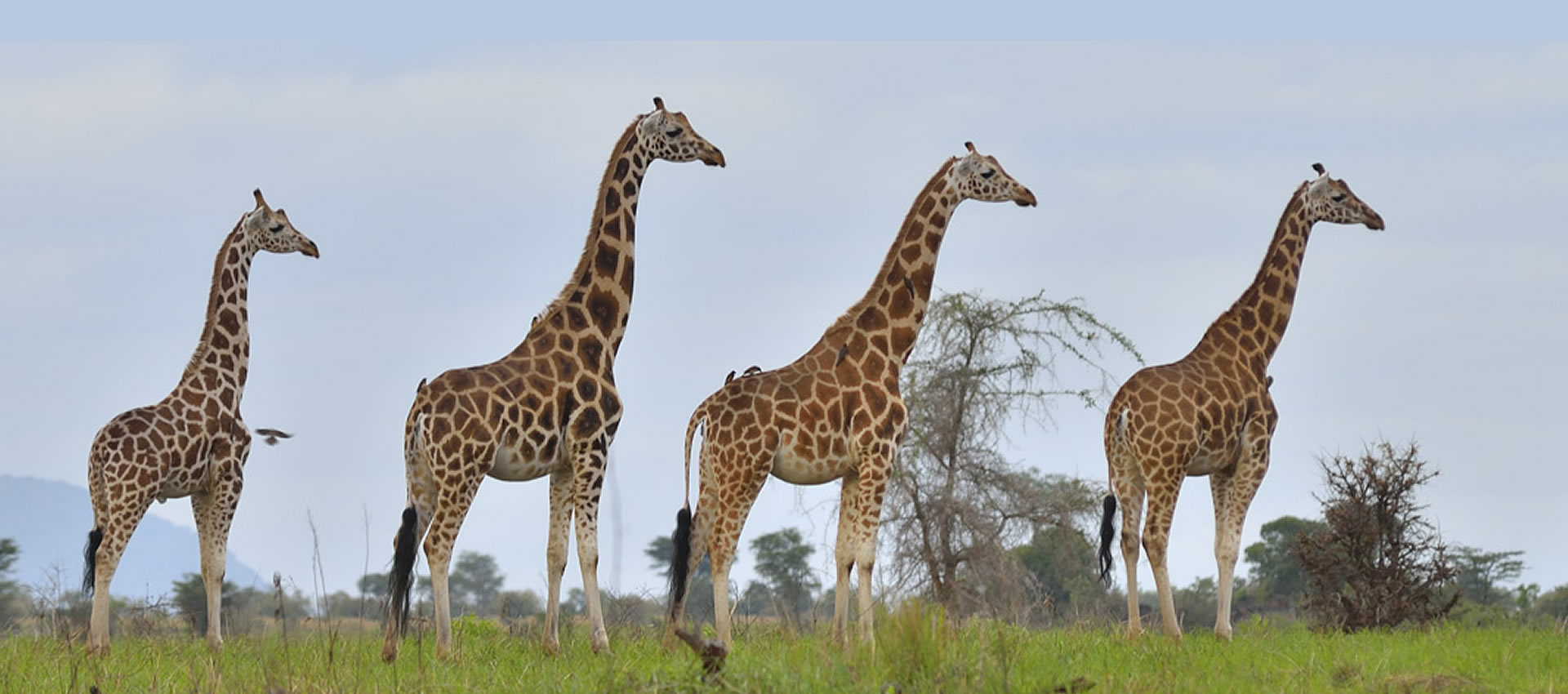 kidepo valley national park kidepo valley national park