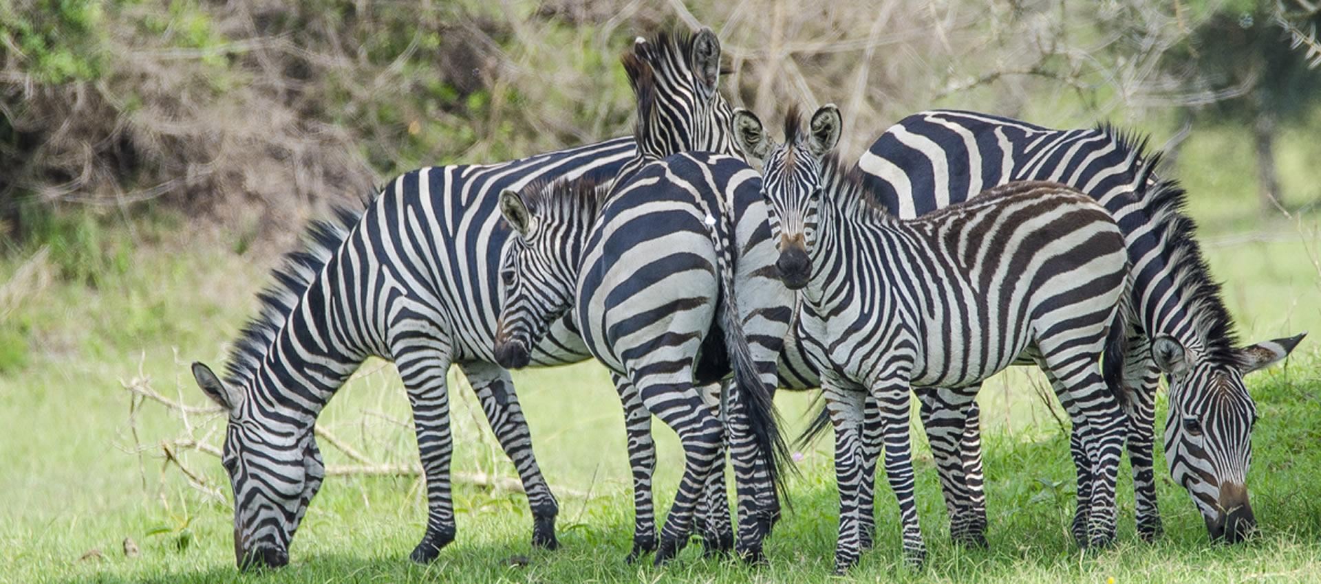 lake mburo national park lake mburo national park
