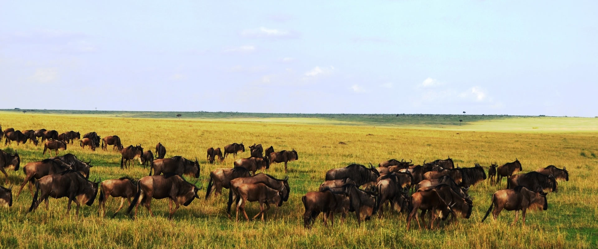 masai mara game reserve