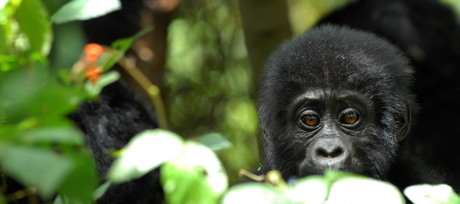 mgahinga gorilla national park mgahinga gorilla national park