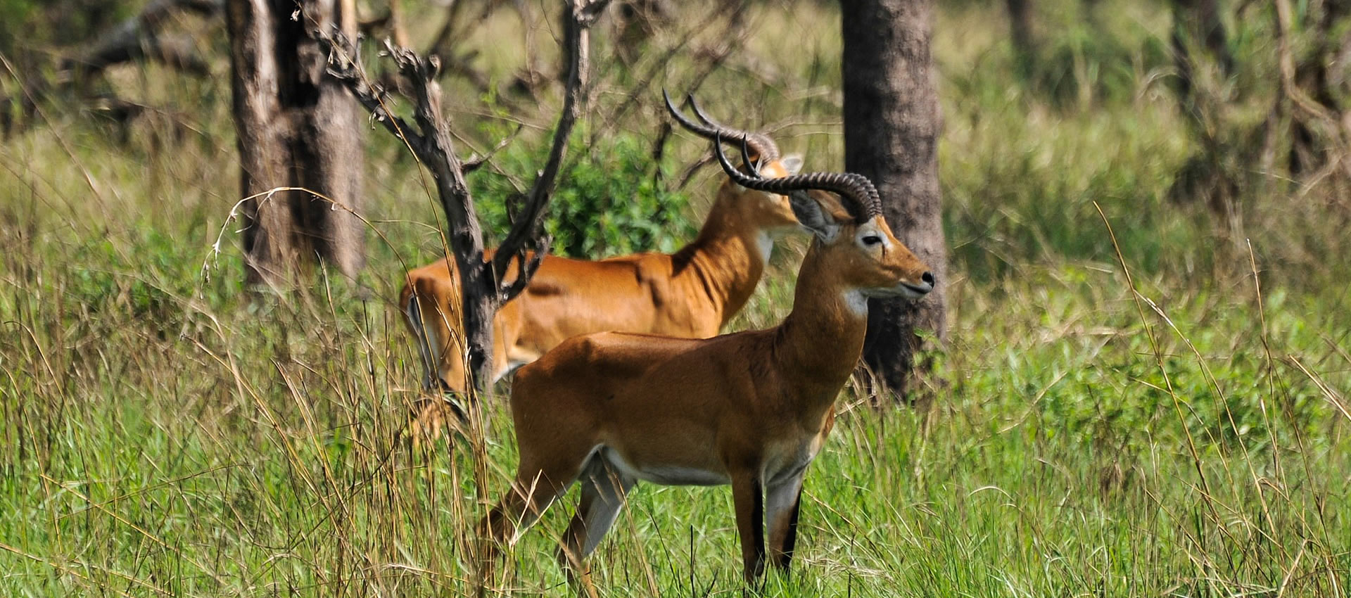 semuliki national park semuliki national park