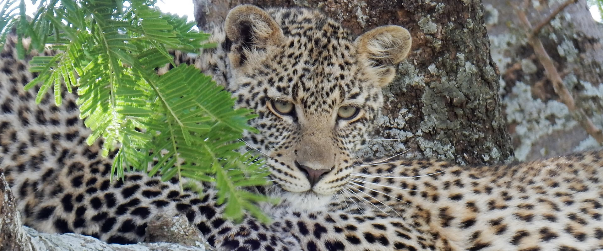 6 days tanzania wildlife