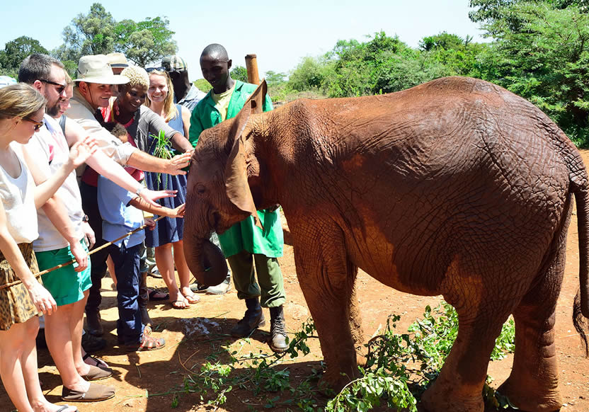 daphne shedrick elephant orphanage nairobi