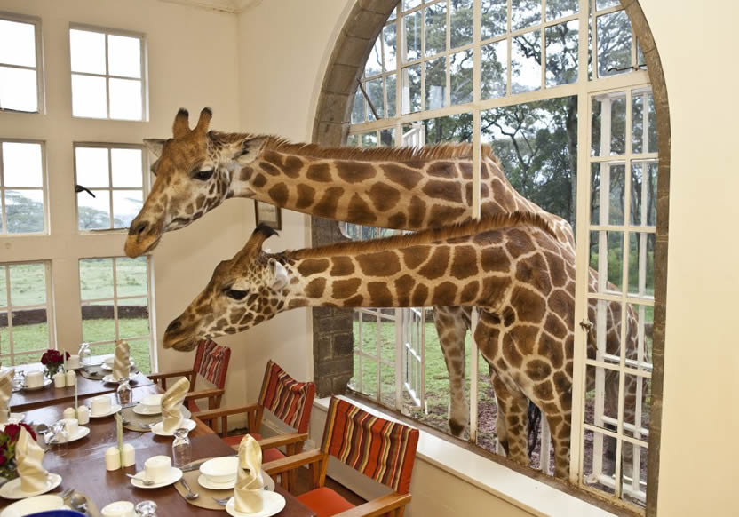 giraffe center nairobi