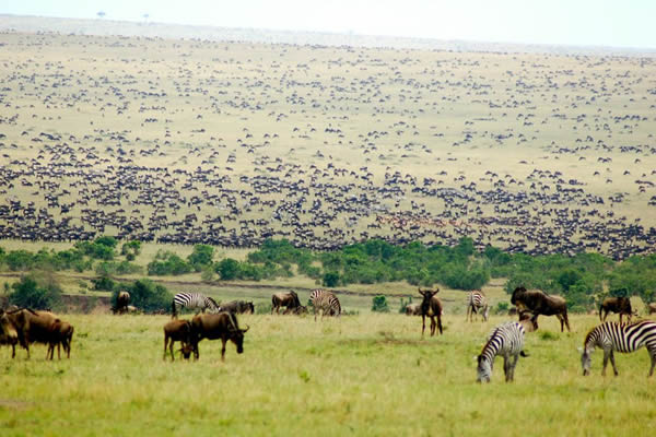 the wildebeest migration