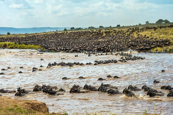 the wildebeest migration